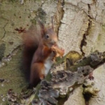De activiteit 'Beleef de lente in Duin en Kruidberg - met ontbijt' van NP Zuid-Kennemerland | Duin en Kruidberg wordt u aangeboden door dekleineladder.nl uit Haarlem