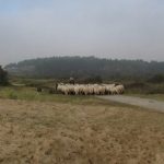 De activiteit 'Vier Kerst met de Kennemer Schaapskudde' van Bezoekerscentrum De Kennemerduinen wordt u aangeboden door dekleineladder.nl uit Haarlem