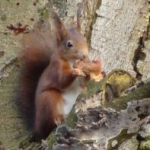 De activiteit 'Bosdierenvoer en pizza's bakken' van Landgoed Duin & Kruidberg wordt u aangeboden door dekleineladder.nl uit Haarlem