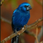 De activiteit 'De blauwe vogel schimmenspel' van De Vertelschuur wordt u aangeboden door dekleineladder.nl uit Haarlem
