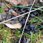 De activiteit 'Een IVN kind & ouder excursie: dierensporen en vogels' van NP Zuid-Kennemerland | Koningshof wordt u aangeboden door dekleineladder.nl uit Haarlem