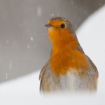 De activiteit 'Holland: Natuur in de delta' van Filmschuur wordt u aangeboden door dekleineladder.nl uit Haarlem
