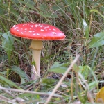 De activiteit 'Avondexcursie Landgoed Elswout 8+' van Landgoed Elswout wordt u aangeboden door dekleineladder.nl uit Haarlem