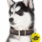 De activiteit 'Loslopend wild (8+)' van Toneelschuur wordt u aangeboden door dekleineladder.nl uit Haarlem