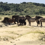 De activiteit 'Dieren in de duinen' van Bezoekerscentrum De Kennemerduinen wordt u aangeboden door dekleineladder.nl uit Haarlem