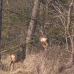 De activiteit 'IVN - Belevingsexcursie' van NP Zuid-Kennemerland | Bleek en Berg wordt u aangeboden door dekleineladder.nl uit Haarlem