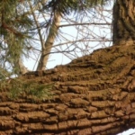 De activiteit 'IVN - Bomenexcursie Duin en Kruidberg' van NP Zuid-Kennemerland | Duin en Kruidberg wordt u aangeboden door dekleineladder.nl uit Haarlem