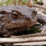 De activiteit 'IVN - Met de padden op pad in Koningshof (4-10 jr)' van NP Zuid-Kennemerland | Koningshof wordt u aangeboden door dekleineladder.nl uit Haarlem