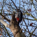 De activiteit 'IVN - Vogelzang op Elswout' van Landgoed Elswout wordt u aangeboden door dekleineladder.nl uit Haarlem