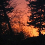 De activiteit 'Midzomernachtloop 22.00u, 22.30u, 23.00u' van NP Zuid-Kennemerland | Duin en Kruidberg wordt u aangeboden door dekleineladder.nl uit Haarlem