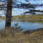 De activiteit 'Een rondje Oosterplas met IVN gids' van NP Zuid-Kennemerland | Bleek en Berg wordt u aangeboden door dekleineladder.nl uit Haarlem