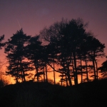 De activiteit 'Vleermuisexcursie' van Landgoed Elswout wordt u aangeboden door dekleineladder.nl uit Haarlem