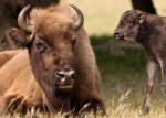De activiteit 'Wisent weekend' van Bezoekerscentrum De Kennemerduinen wordt u aangeboden door dekleineladder.nl uit Haarlem
