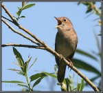 De activiteit 'Nachtegalenwandeling 's nachts 30 april' van NP Zuid-Kennemerland | Duin en Kruidberg wordt u aangeboden door dekleineladder.nl uit Haarlem