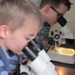 De activiteit 'Uilenbraakballen uitpluizen (6+)' van Stadskweektuin wordt u aangeboden door dekleineladder.nl uit Haarlem