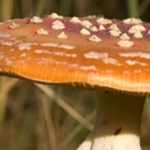 De activiteit 'Wandel mee voor de ORANG-OETAN op Borneo' van Bezoekerscentrum De Kennemerduinen wordt u aangeboden door dekleineladder.nl uit Haarlem