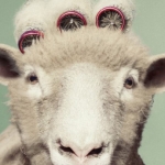 De activiteit 'Het Schaap Veronica 6+' van Toneelschuur wordt u aangeboden door dekleineladder.nl uit Haarlem